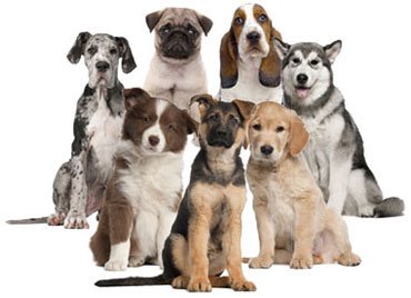 Animal Planet's Dog Breed Selector helps people find the perfect pet -  Sampson Smiles Pet Care