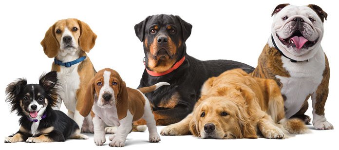 Animal Planet's Dog Breed Selector helps people find the perfect pet -  Sampson Smiles Pet Care