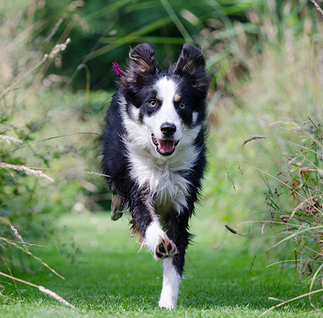 dog-walking-in-belle-view