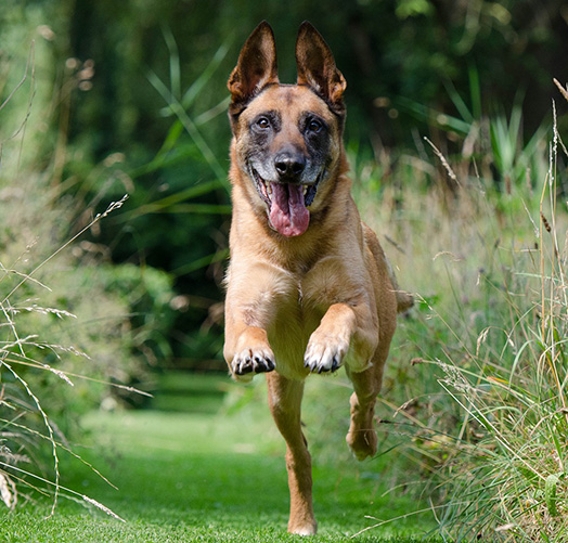 dog-walking-telegraph-road